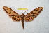  ( - BC-RBP 12383)  @11 [ ] copyright (2022) Ron Brechlin Research Collection of Ron Brechlin