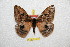  ( - BC-RBP 12400)  @11 [ ] copyright (2022) Ron Brechlin Research Collection of Ron Brechlin