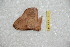  (Periga parvicitara - BC-RBP 12424)  @11 [ ] copyright (2022) Ron Brechlin Research Collection of Ron Brechlin