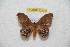  ( - BC-RBP 12434)  @11 [ ] copyright (2022) Ron Brechlin Research Collection of Ron Brechlin
