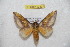  ( - BC-RBP 12437)  @11 [ ] copyright (2022) Ron Brechlin Research Collection of Ron Brechlin