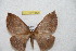  (Periga cainguasa - BC-RBP 12438)  @11 [ ] copyright (2022) Ron Brechlin Research Collection of Ron Brechlin
