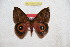  ( - BC-RBP 12472)  @11 [ ] copyright (2022) Ron Brechlin Research Collection of Ron Brechlin