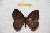  ( - BC-RBP 12488)  @11 [ ] copyright (2022) Ron Brechlin Research Collection of Ron Brechlin