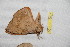  ( - BC-RBP 12527)  @11 [ ] copyright (2022) Ron Brechlin Research Collection of Ron Brechlin