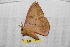  ( - BC-RBP 12536)  @11 [ ] copyright (2022) Ron Brechlin Research Collection of Ron Brechlin