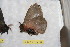 ( - BC-RBP 12538)  @11 [ ] copyright (2022) Ron Brechlin Research Collection of Ron Brechlin