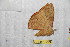  (Periga tatama - BC-RBP 12539)  @11 [ ] copyright (2022) Ron Brechlin Research Collection of Ron Brechlin