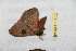  ( - BC-RBP 12544)  @11 [ ] copyright (2022) Ron Brechlin Research Collection of Ron Brechlin