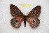  ( - BC-RBP 12567)  @11 [ ] copyright (2022) Ron Brechlin Research Collection of Ron Brechlin