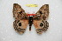  ( - BC-RBP 12568)  @11 [ ] copyright (2022) Ron Brechlin Research Collection of Ron Brechlin
