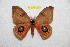  ( - BC-RBP 12571)  @11 [ ] copyright (2022) Ron Brechlin Research Collection of Ron Brechlin