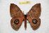  (Automeris subobscura sublimabambana - BC-RBP 12595)  @11 [ ] copyright (2022) Ron Brechlin Research Collection of Ron Brechlin