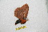  (Cerodirphia motcaquetana - BC-RBP 12619)  @11 [ ] copyright (2022) Ron Brechlin Research Collection of Ron Brechlin