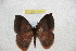  ( - BC-RBP 12701)  @11 [ ] copyright (2023) Ron Brechlin Research Collection of Ron Brechlin