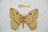  ( - BC-RBP 12754)  @11 [ ] copyright (2023) Ron Brechlin Research Collection of Ron Brechlin