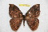 ( - BC-RBP 12801)  @11 [ ] copyright (2023) Ron Brechlin Research Collection of Ron Brechlin