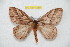  ( - BC-RBP12814)  @11 [ ] copyright (2024) Ron Brechlin Research Collection of Ron Brechlin