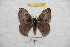  ( - BC-RBP 9781)  @13 [ ] Copyright (2015) Ron Brechlin Research Collection of Ron Brechlin