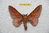  (Syssphinx tatama - BC-RBP 9838)  @14 [ ] Copyright (2015) Ron Brechlin Research Collection of Ron Brechlin