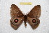  (Gamelia cundboyacensis - BC-RBP 9845)  @14 [ ] Copyright (2015) Ron Brechlin Research Collection of Ron Brechlin