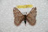  ( - BC-RBP 9881)  @13 [ ] Copyright (2015) Ron Brechlin Research Collection of Ron Brechlin