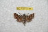  (Sphingonaepiopsis gurkoi - BC-RBP 9912)  @14 [ ] Copyright (2016) Ron Brechlin Research Collection of Ron Brechlin