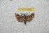  ( - BC-RBP 9913)  @13 [ ] Copyright (2016) Ron Brechlin Research Collection of Ron Brechlin