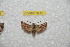  ( - BC-RBP 9915)  @11 [ ] Copyright (2016) Ron Brechlin Research Collection of Ron Brechlin