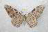  ( - BC-RBP 9923)  @14 [ ] Copyright (2016) Ron Brechlin Research Collection of Ron Brechlin