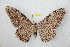  ( - BC-RBP 9924)  @14 [ ] Copyright (2016) Ron Brechlin Research Collection of Ron Brechlin
