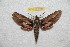  ( - BC-RBP 9941)  @13 [ ] Copyright (2016) Ron Brechlin Research Collection of Ron Brechlin