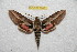  ( - BC-RBP 9942)  @13 [ ] Copyright (2016) Ron Brechlin Research Collection of Ron Brechlin