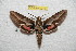  ( - BC-RBP 9943)  @14 [ ] Copyright (2016) Ron Brechlin Research Collection of Ron Brechlin