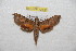  ( - BC-RBP 10039)  @12 [ ] Copyright (2016) Ron Brechlin Research Collection of Ron Brechlin