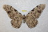  ( - BC-RBP 10061)  @14 [ ] Copyright (2016) Ron Brechlin Research Collection of Ron Brechlin