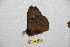  (Automeris peggyanae pegbogotana - BC-RBP 10101)  @12 [ ] Copyright (2016) Ron Brechlin Research Collection of Ron Brechlin