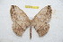  (Periga kaechi - BC-RBP 10129)  @14 [ ] Copyright (2016) Ron Brechlin Research Collection of Ron Brechlin
