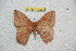  ( - BC-RBP-12955)  @11 [ ] copyright (2024) Ron Brechlin Research Collection of Ron Brechlin