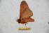  ( - BC-RBP-12978)  @11 [ ] copyright (2024) Ron Brechlin Research Collection of Ron Brechlin