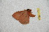  ( - BC-RBP-12987)  @11 [ ] copyright (2024) Ron Brechlin Research Collection of Ron Brechlin