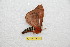  ( - BC-RBP-13013)  @11 [ ] copyright (2025) Ron Brechlin Research Collection of Ron Brechlin