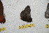  ( - BC-RBP 10211)  @12 [ ] Copyright (2016) Ron Brechlin Research Collection of Ron Brechlin