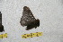  ( - BC-RBP 10212)  @12 [ ] Copyright (2016) Ron Brechlin Research Collection of Ron Brechlin