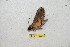  ( - BC-RBP 10230)  @12 [ ] Copyright (2016) Ron Brechlin Research Collection of Ron Brechlin