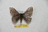  ( - BC-RBP 10250)  @12 [ ] Copyright (2016) Ron Brechlin Research Collection of Ron Brechlin