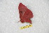  ( - BC-RBP 10266)  @12 [ ] Copyright (2016) Ron Brechlin Research Collection of Ron Brechlin