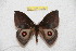  (Gamelia marquezae - BC-RBP 10289)  @13 [ ] Copyright (2016) Ron Brechlin Research Collection of Ron Brechlin