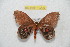  ( - BC-RBP 10290)  @12 [ ] Copyright (2016) Ron Brechlin Research Collection of Ron Brechlin
