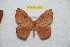  ( - BC-RBP 10311)  @12 [ ] Copyright (2016) Ron Brechlin Research Collection of Ron Brechlin
